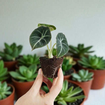 black velvet alocasia