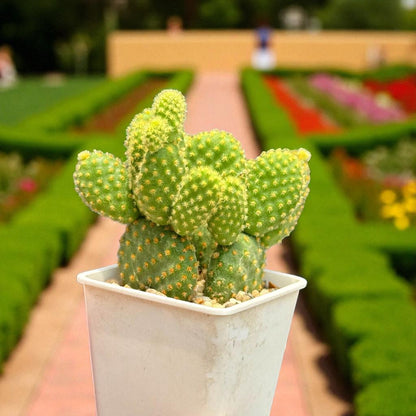 bunny ear cactus care