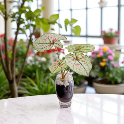 caladium bulbs