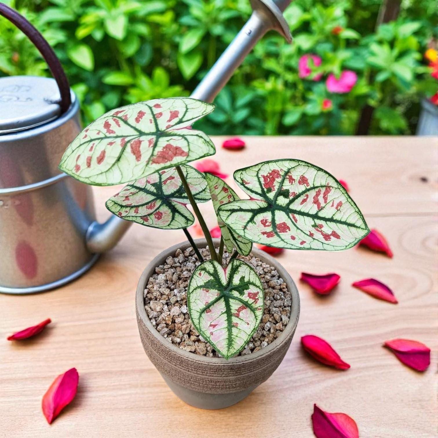 caladiums