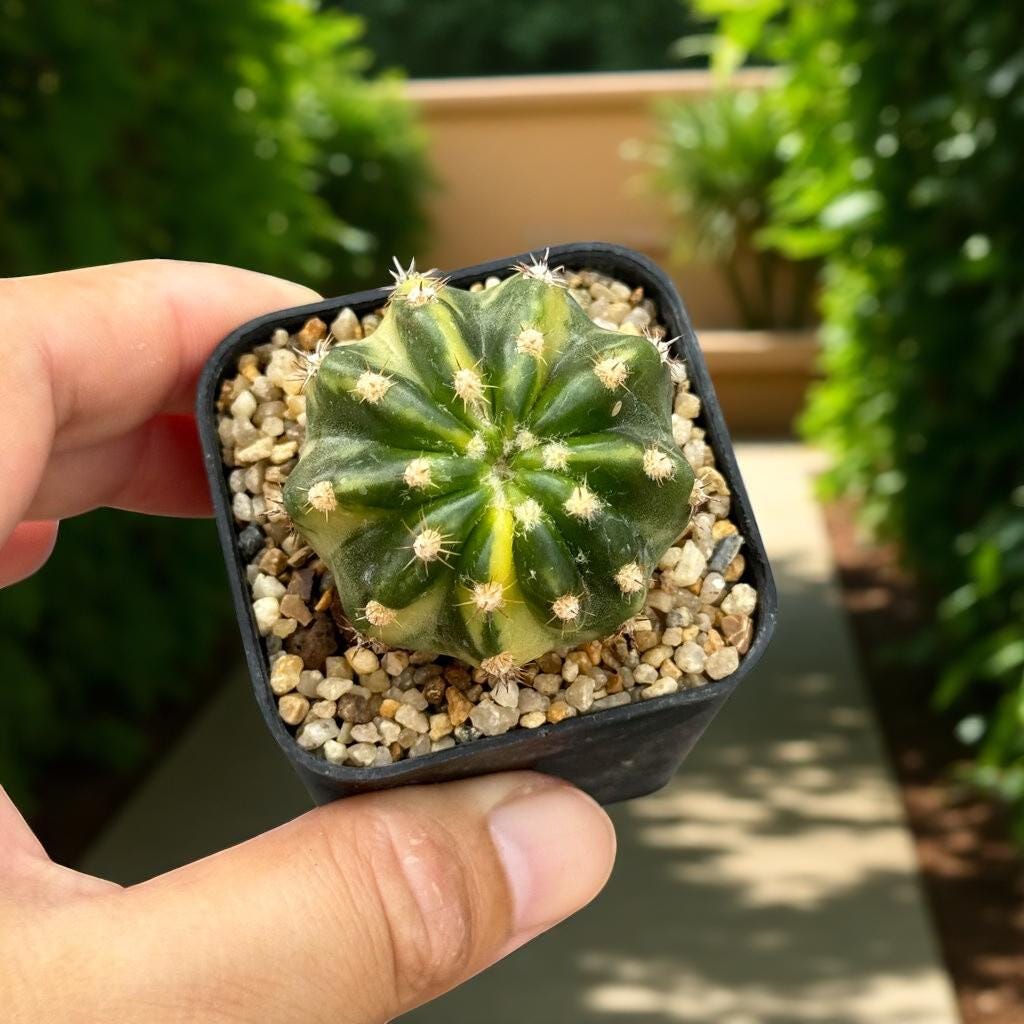Alt Tag: variegated echinopsis cactus in small black pot with gravel, rare indoor succulent gift for collectors