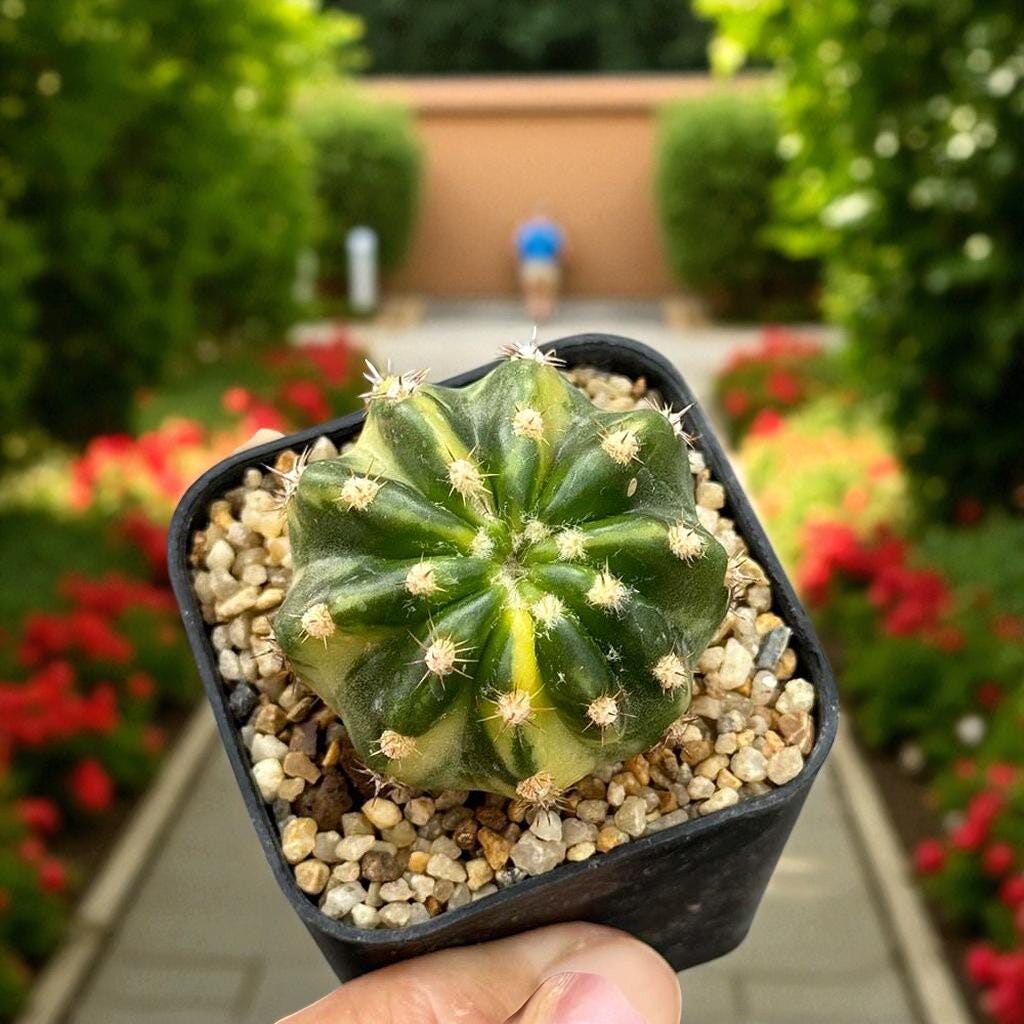 variegated echinopsis cactus in small black pot with gravel, rare variegated Echinopsis succulent indoor plant close-up