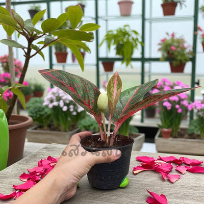 evergreen aglaonema