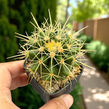 golden barrel cactus flower