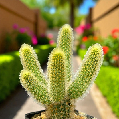 golden finger cactus