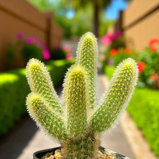 golden finger cactus