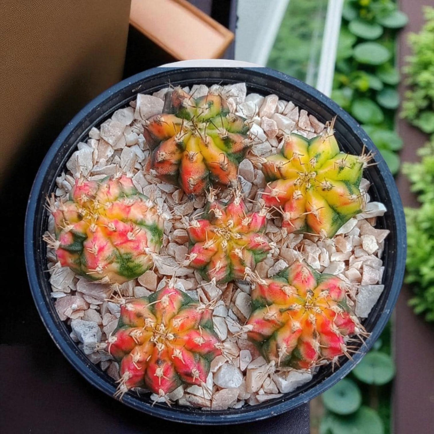 gymnocalycium