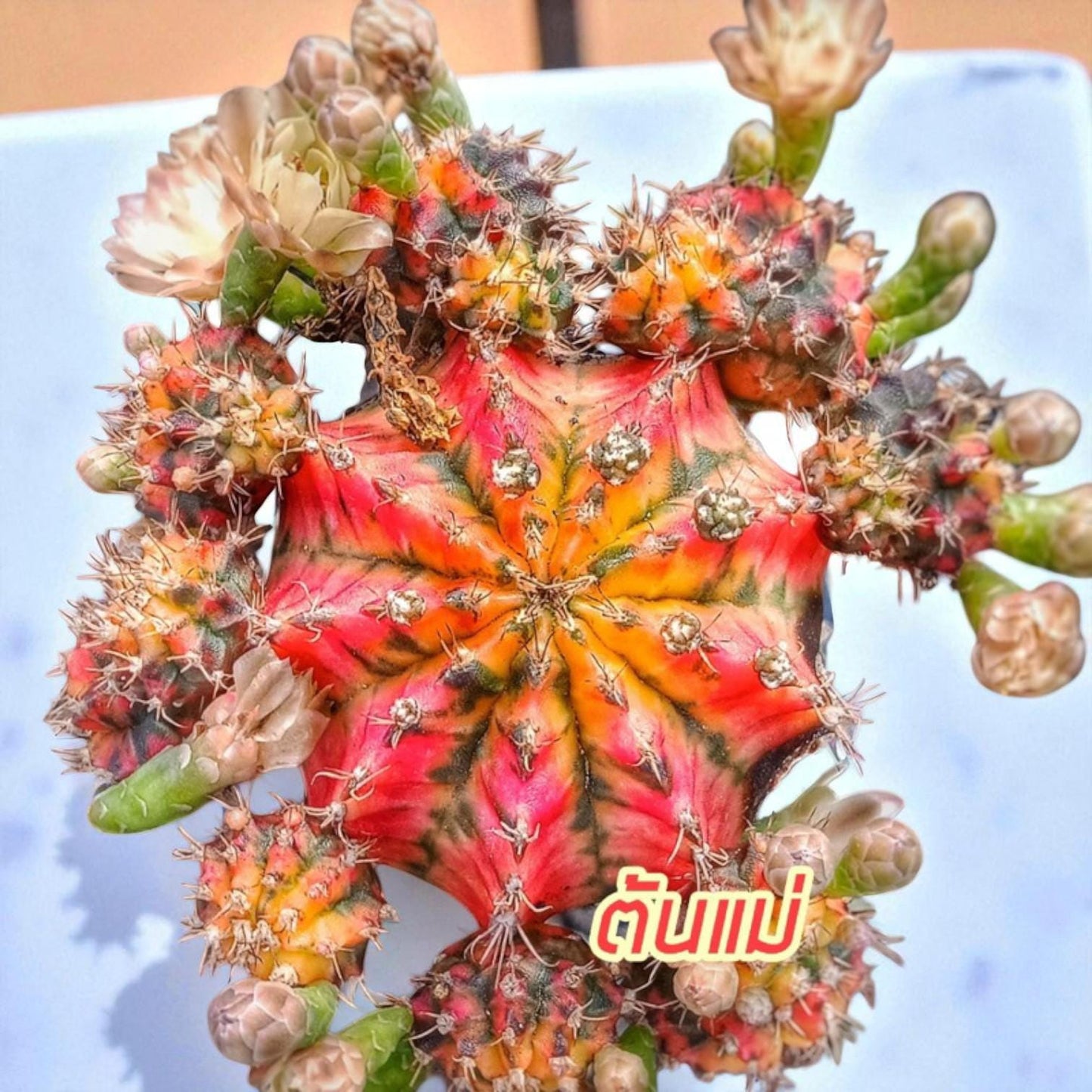 gymnocalycium baldianum