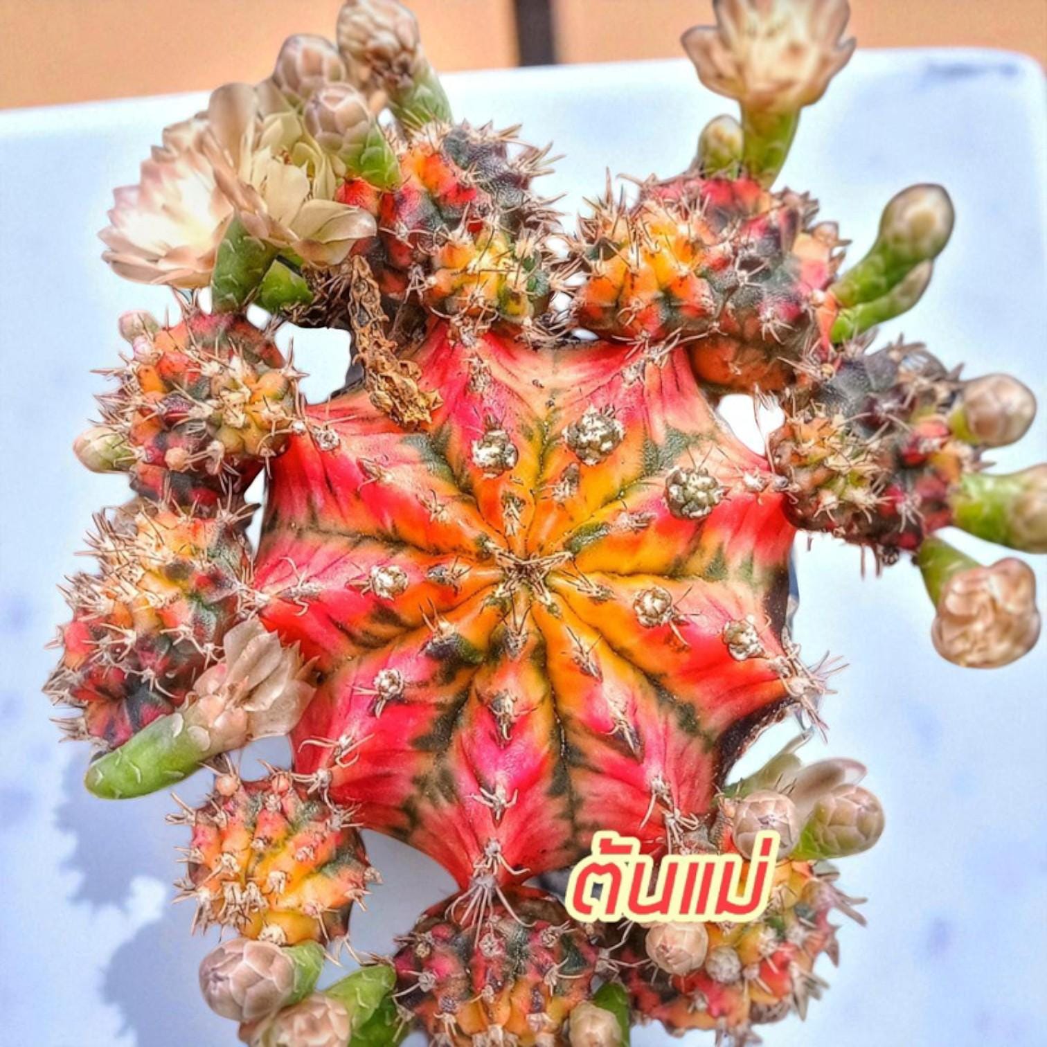 gymnocalycium baldianum