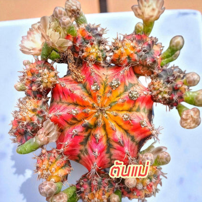 gymnocalycium baldianum