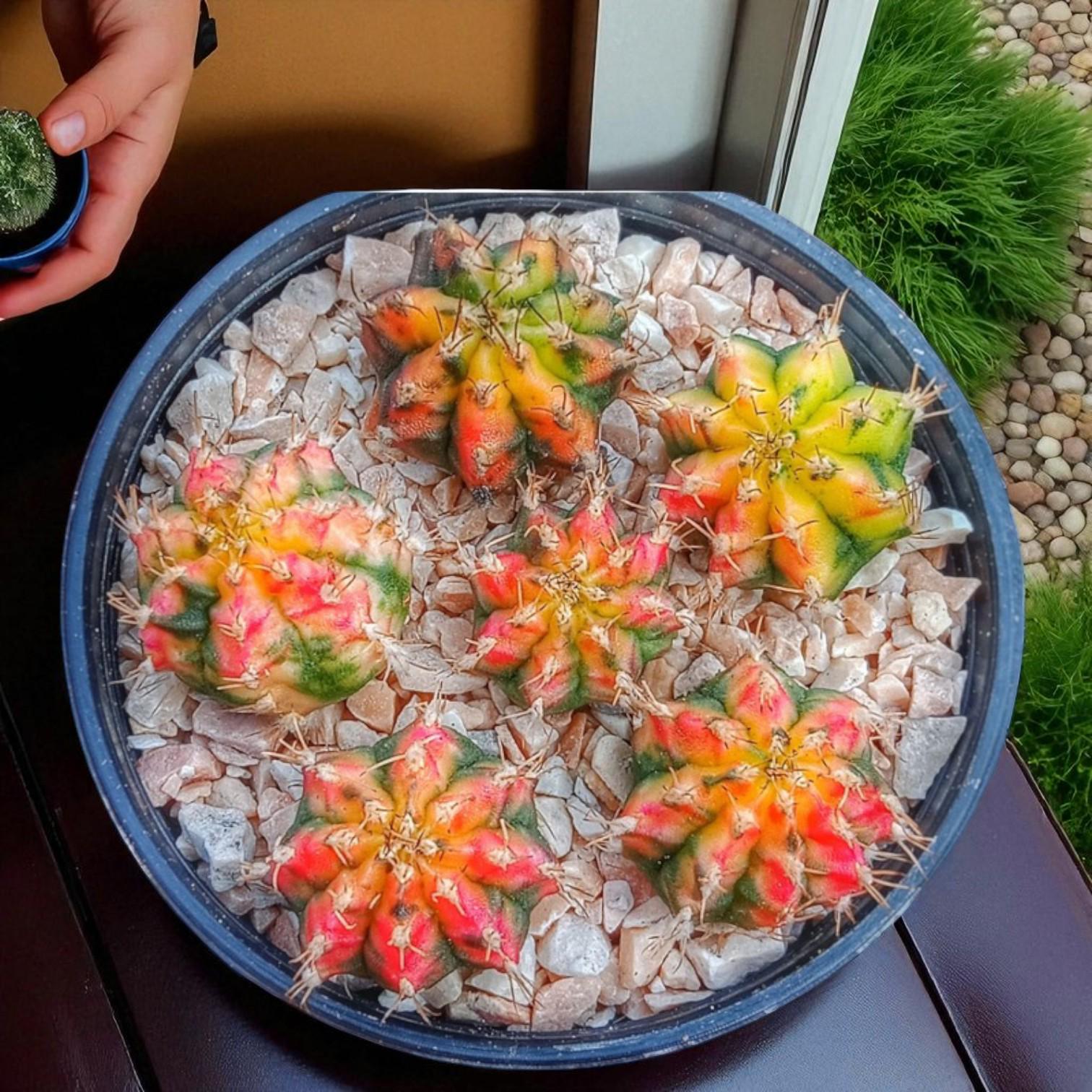 gymnocalycium mihanovichii