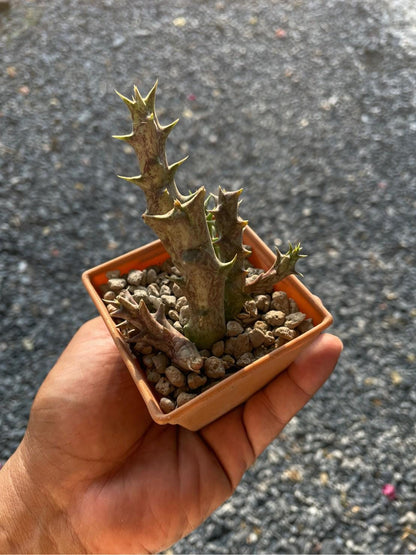 Overhead View of Caralluma Indoor Succulent Plant, Easy Care Desert Cactus in Pot, Unique Drought Tolerant Houseplant, Mini Desk Plant Decor, highlighting its cactus look and listing presentation