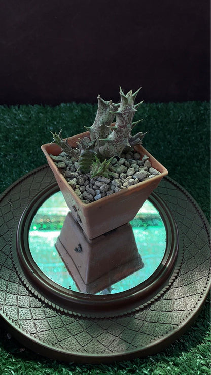Scale Reference View of Caralluma Indoor Succulent Plant, Easy Care Desert Cactus in Pot, Unique Drought Tolerant Houseplant, Mini Desk Plant Decor, highlighting its cactus look and listing presentation