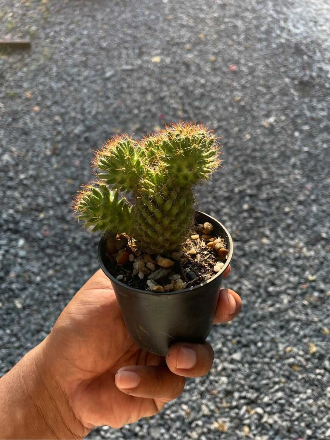 Alt Tag: ladyfinger cactus Mammillaria elongata succulent in small black pot, golden spines and finger-like stems, held in hand