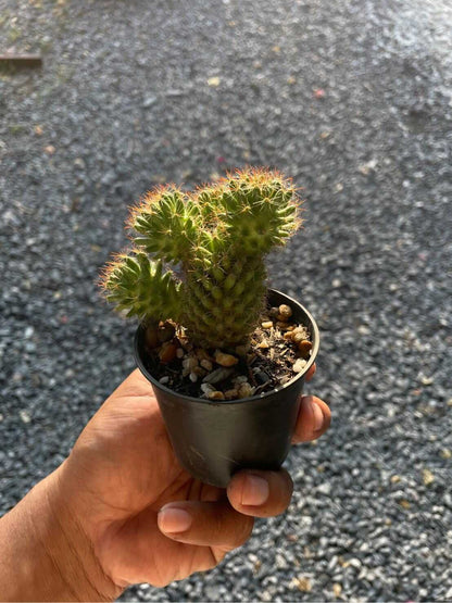 Alt Tag: ladyfinger cactus Mammillaria elongata succulent in small black pot, golden spines and finger-like stems, held in hand