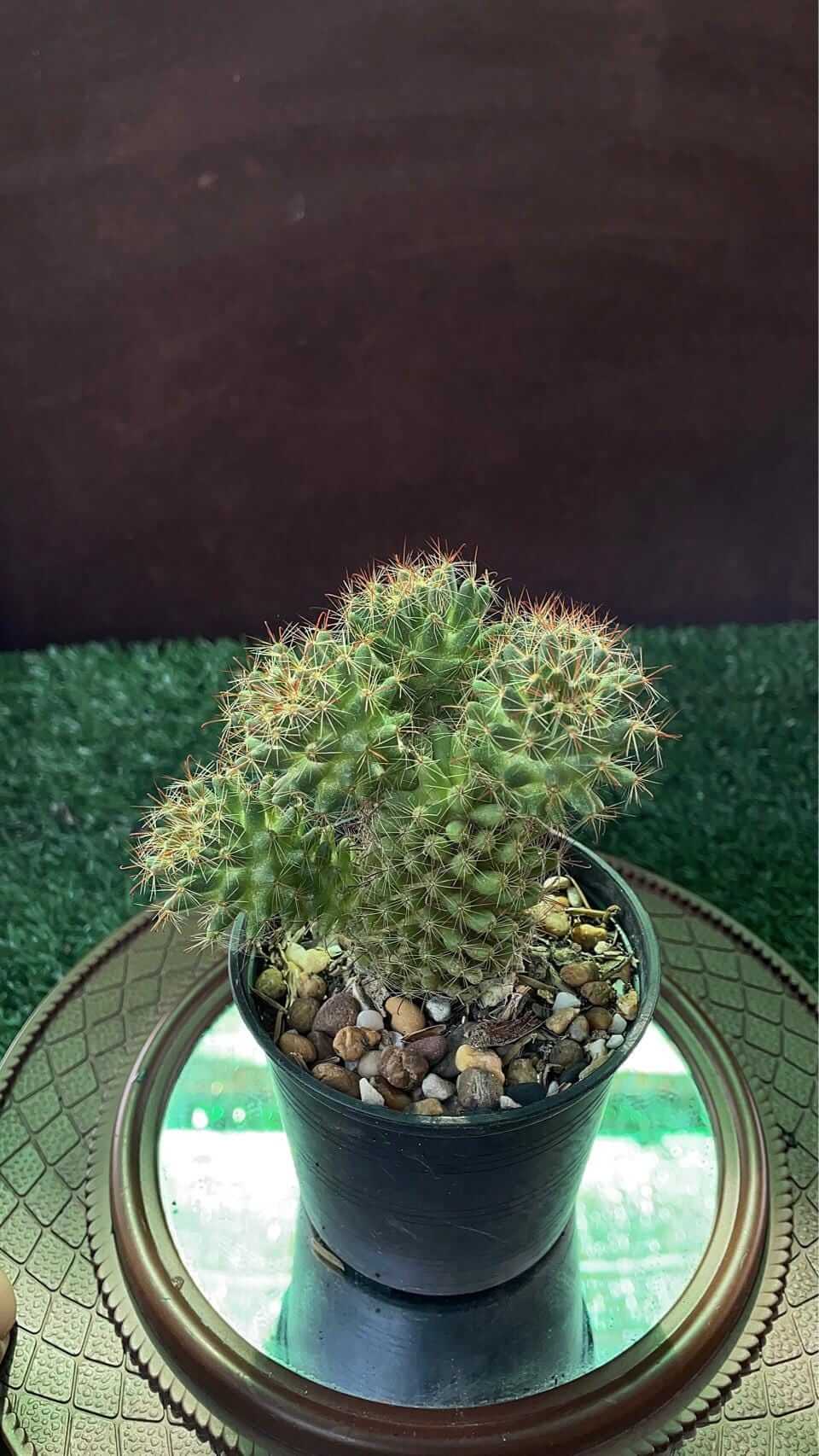 ladyfinger cactus Mammillaria elongata succulent in black nursery pot with golden spines, clustered finger-like stems on decorative tray