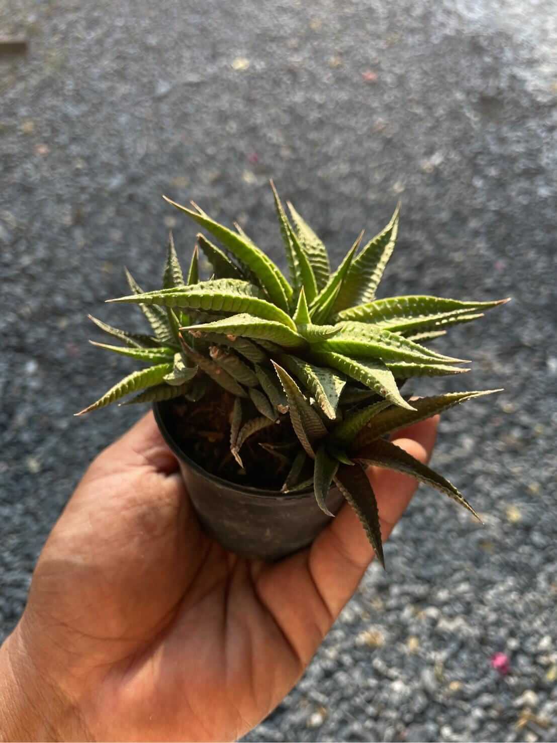 Alt Tag: Haworthiopsis limifolia zebra plant in small pot held in hand, ridged green succulent rosette for indoor decor
