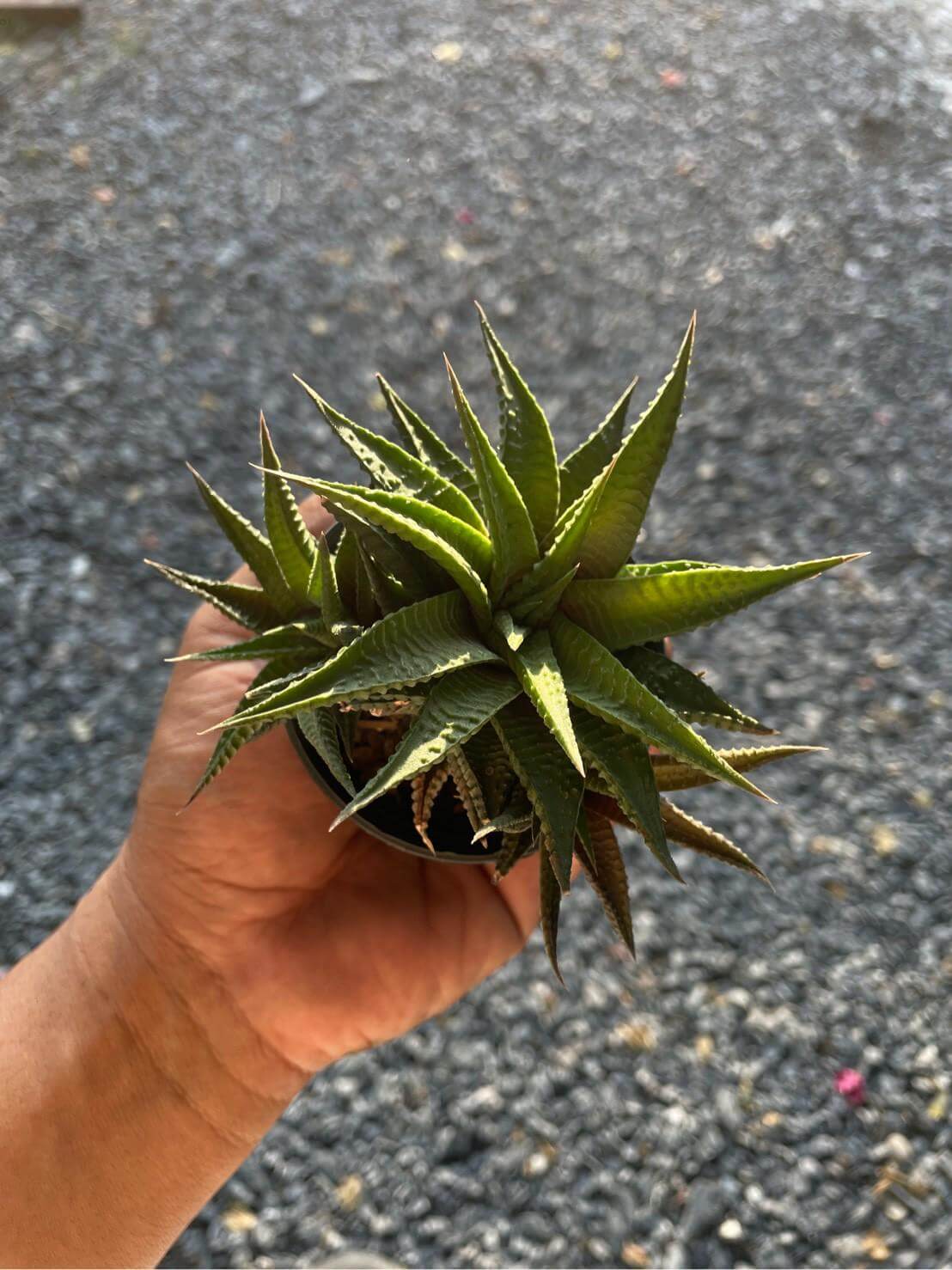 Alt Tag: Haworthiopsis limifolia zebra plant in small pot, rare ridged-leaf succulent held in hand, easy-care indoor houseplant