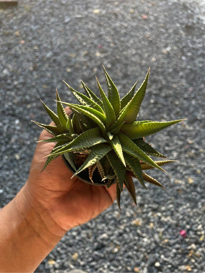 Alt Tag: Haworthiopsis limifolia zebra plant in small pot, rare ridged-leaf succulent held in hand, easy-care indoor houseplant