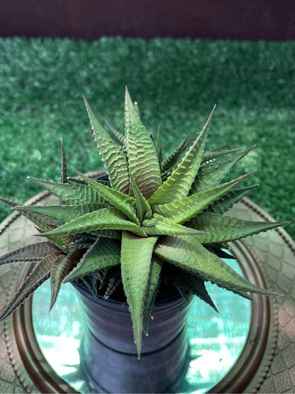 Haworthiopsis limifolia zebra plant in pot, rare zebra succulent with ridged green leaves, easy-care indoor houseplant