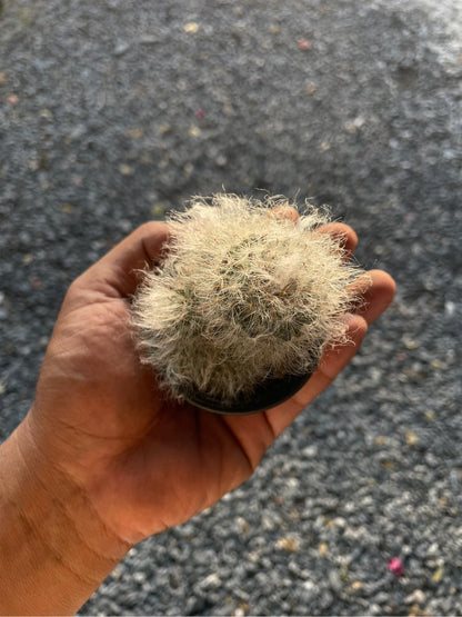 Scale Reference View of Peruvian Old Lady Cactus, Fuzzy White Indoor Succulent, Easy Care Desert Plant, Unique Houseplant Gift, Small Potted Cactus Decor, highlighting its cactus look and listing presentation