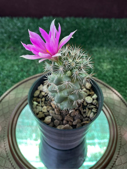 2 Mini Mammillaria Schumannii Cactus: Rare Flowering Succulent