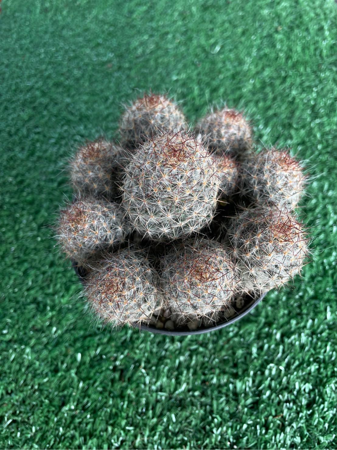 Styled Display View of Melocactus Violaceus Cactus: Rare Exotic Desert Plant, highlighting its cactus look and listing presentation