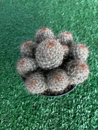 Styled Display View of Melocactus Violaceus Cactus: Rare Exotic Desert Plant, highlighting its cactus look and listing presentation