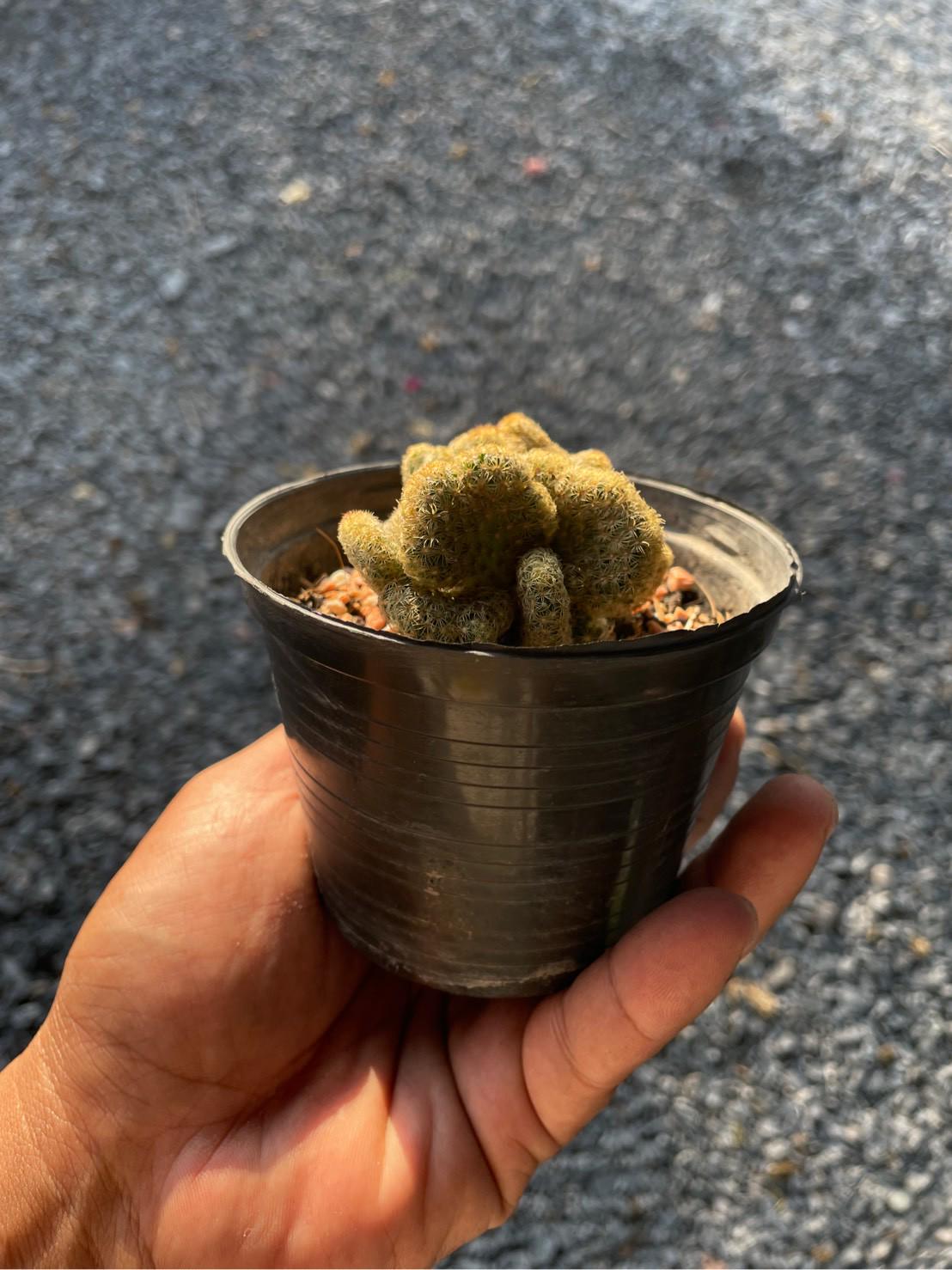 Brain Cactus: Mammillaria Elongata Cristata Live Crested Succulent