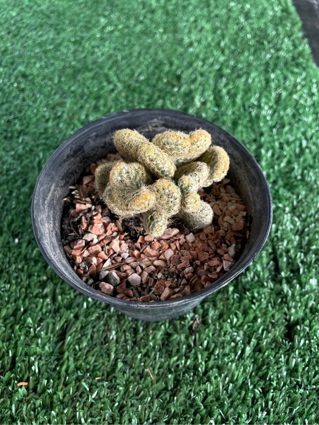 Brain Cactus: Mammillaria Elongata Cristata Live Crested Succulent