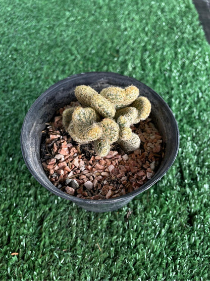Brain Cactus: Mammillaria Elongata Cristata Live Crested Succulent