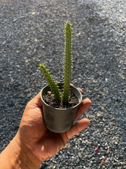 Alt Tag: 2 huernia macrocarpa starfish cactus rare succulent easy care in small pot, hand-held desert succulent with upright stems