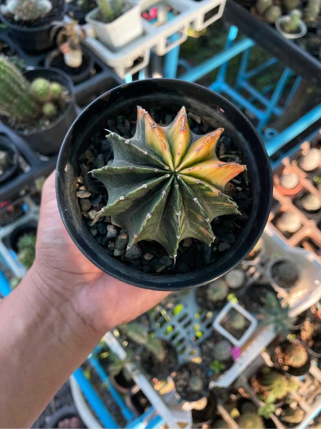 variegated gymnocalycium cactus colorful indoor succulent plant