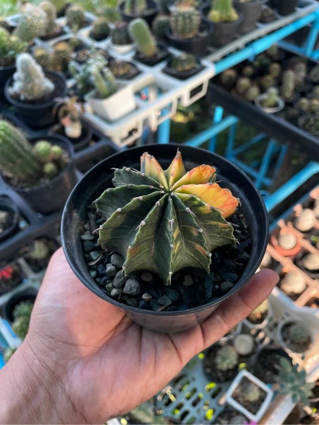 variegated gymnocalycium cactus round cactus with multi colored variegation