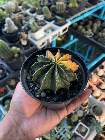 variegated gymnocalycium cactus round cactus with multi colored variegation