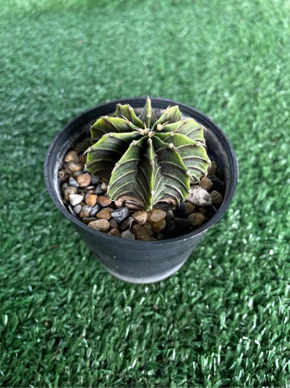 variegated gymnocalycium cactus small decorative succulent