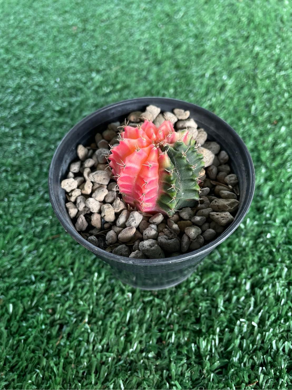Detail view — Variegated Colorful Indoor Cactus | Cacti Nest