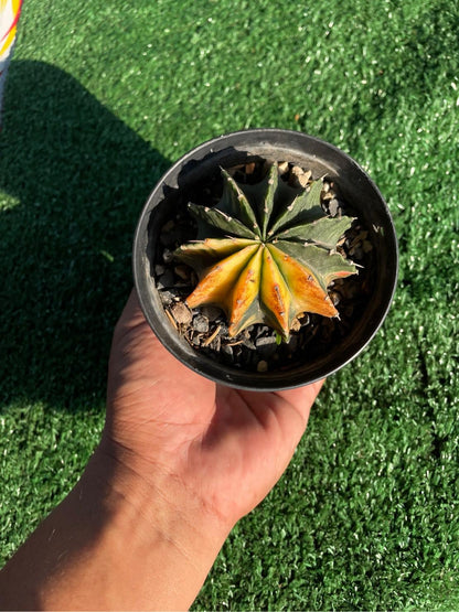 Secondary angle — Variegated Colorful Indoor Cactus | Cacti Nest