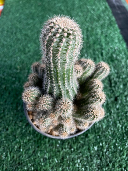 Scale Reference View of Peanut Cactus Live Succulent, Mini Indoor Cactus Plant, Easy Care Desk Houseplant, Small Decorative Gift, highlighting its cactus look and listing presentation