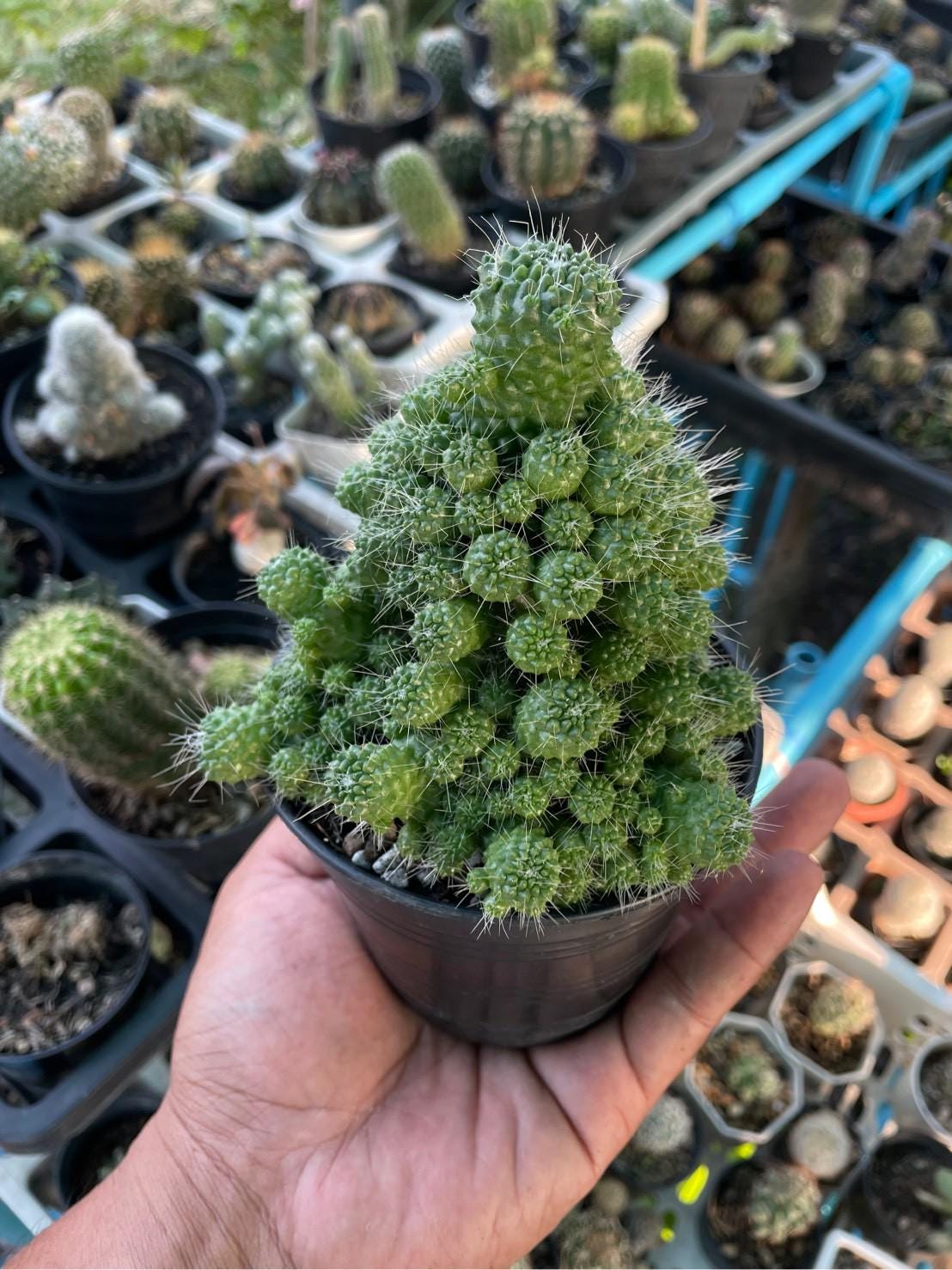 Mammillaria spinosissima red needle cactus live plant in nursery pot, clustered succulent cactus held in hand