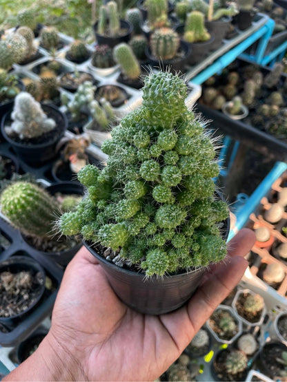 Mammillaria spinosissima red needle cactus live plant in nursery pot, clustered succulent cactus held in hand