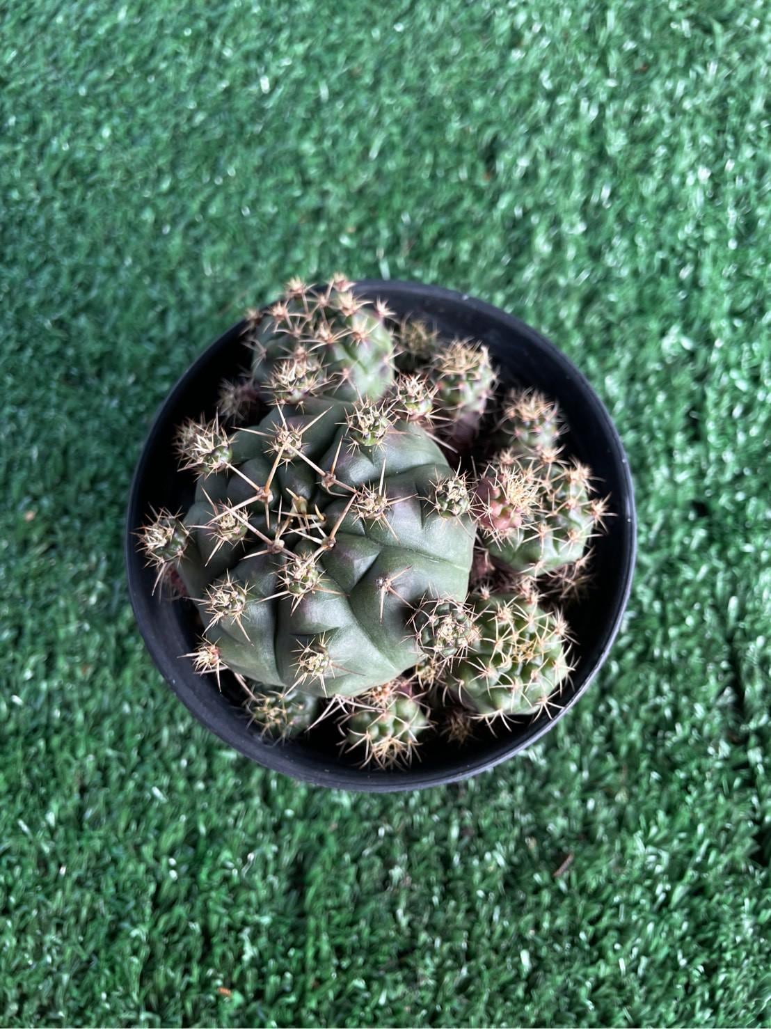 Overhead View of Mini Desert Cactus Plant, Easy Care Indoor Cactus, Small Potted Succulent, Cute Office Desk Plant, Unique Gift for Plant Lover, highlighting its cactus look and listing presentation