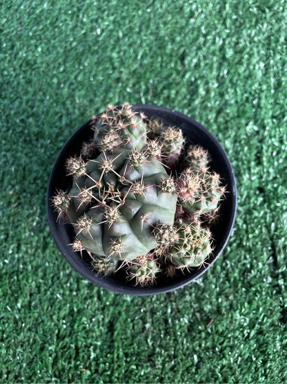 Overhead View of Mini Desert Cactus Plant, Easy Care Indoor Cactus, Small Potted Succulent, Cute Office Desk Plant, Unique Gift for Plant Lover, highlighting its cactus look and listing presentation