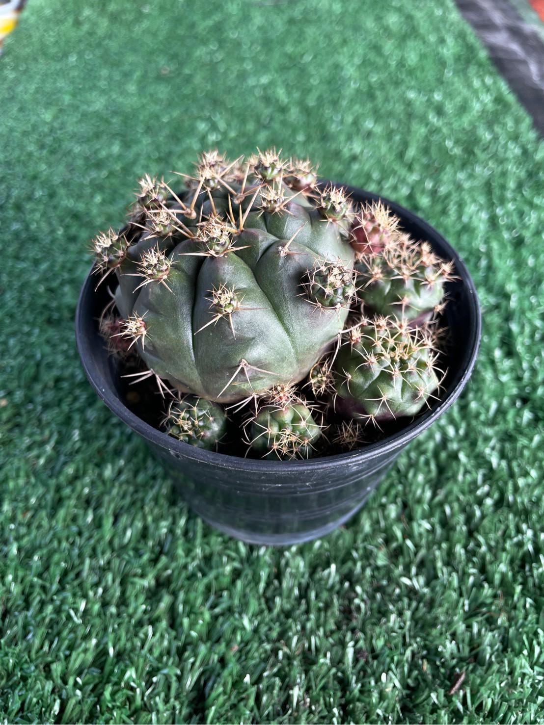 Close-Up Detail of Mini Desert Cactus Plant, Easy Care Indoor Cactus, Small Potted Succulent, Cute Office Desk Plant, Unique Gift for Plant Lover, highlighting its cactus look and listing presentation