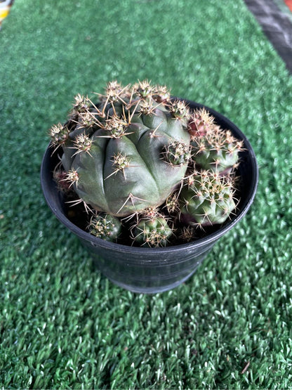Close-Up Detail of Mini Desert Cactus Plant, Easy Care Indoor Cactus, Small Potted Succulent, Cute Office Desk Plant, Unique Gift for Plant Lover, highlighting its cactus look and listing presentation
