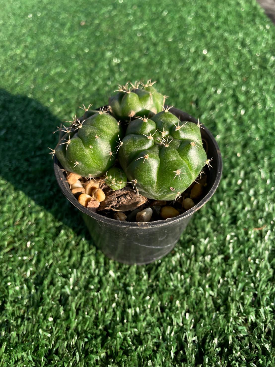 2 Pcs Chin Cactus - Gymnocalycium reductum 'leucodictyon'