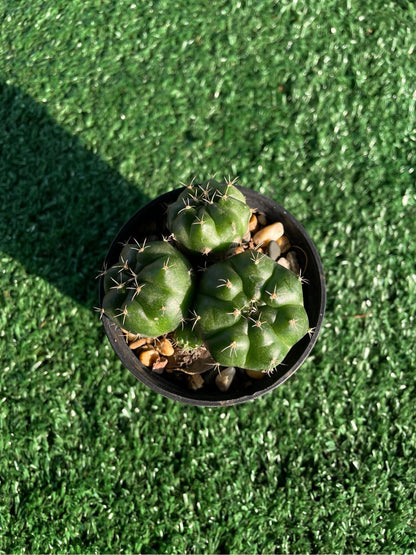 2 Pcs Chin Cactus - Gymnocalycium reductum 'leucodictyon'