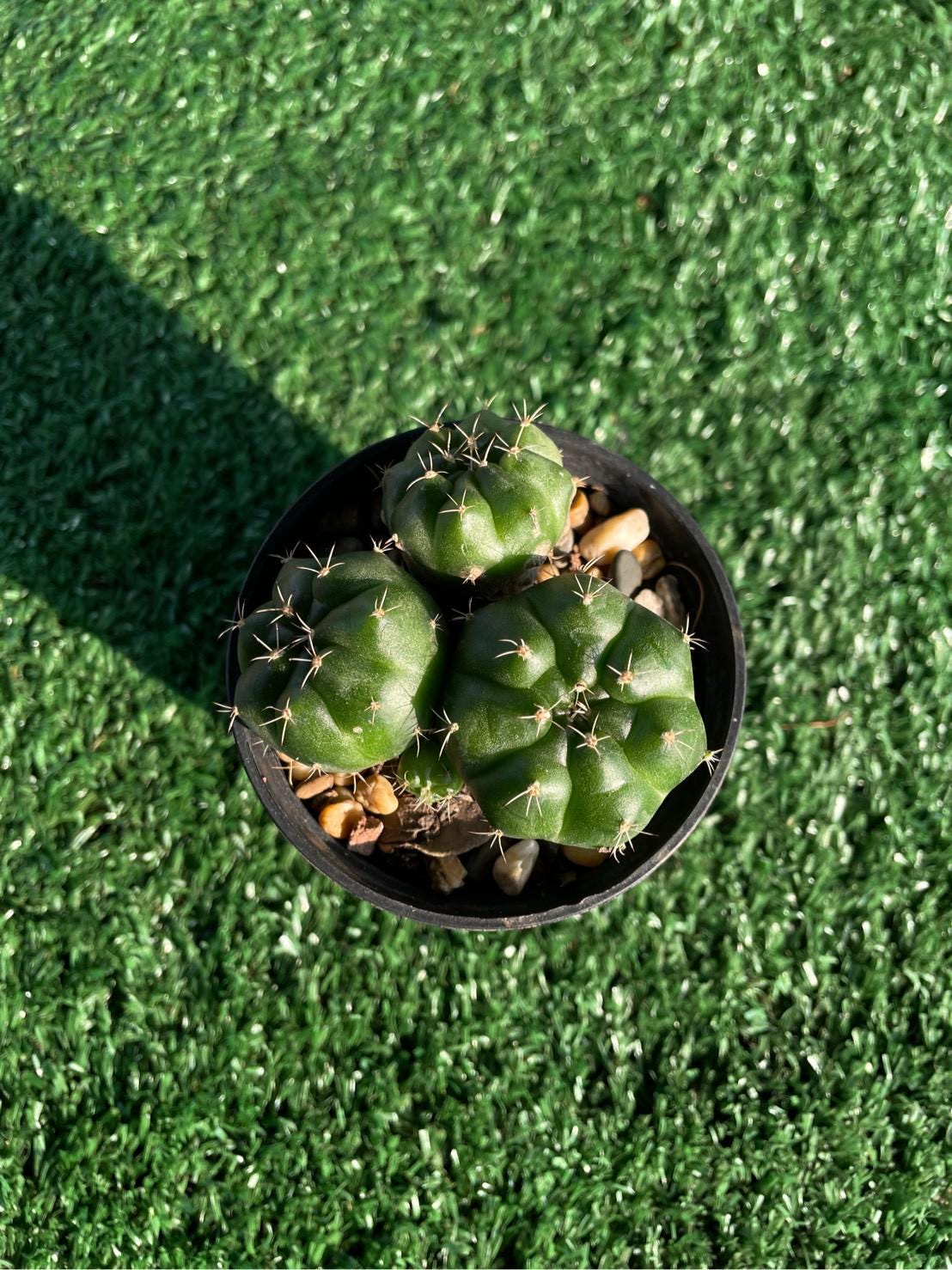 Size reference — Chin Cactus Cluster Live Plant | Cacti Nest