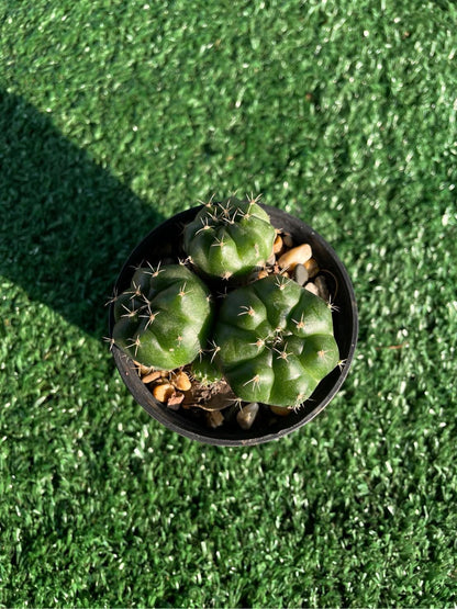 Size reference — Chin Cactus Cluster Live Plant | Cacti Nest