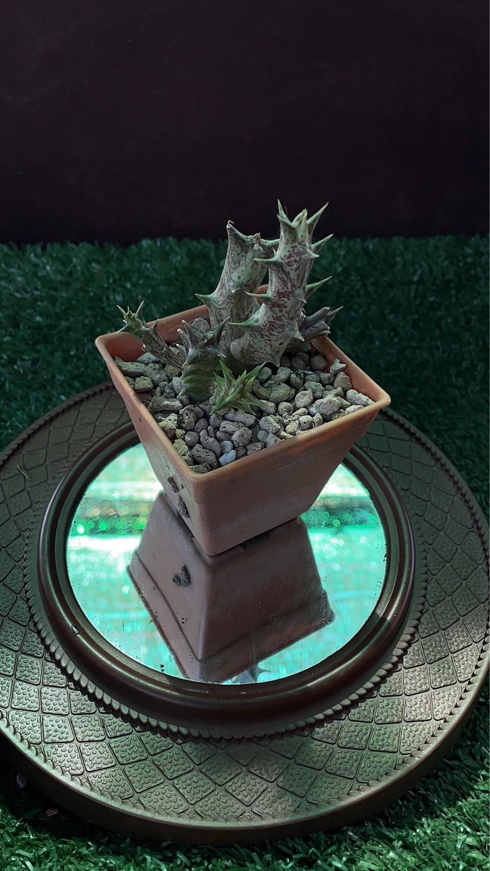 Styled Display View of Caralluma Indoor Succulent Plant, Easy Care Desert Cactus in Pot, Unique Drought Tolerant Houseplant, Mini Desk Plant Decor, highlighting its cactus look and listing presentation